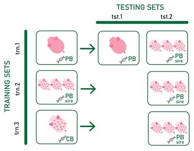 Machine Learning Prediction of Crossbred Pig Feed Efficiency and Growth Rate From Single Nucleotide Polymorphisms